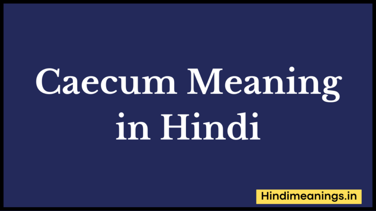 Caecum Meaning in Hindi