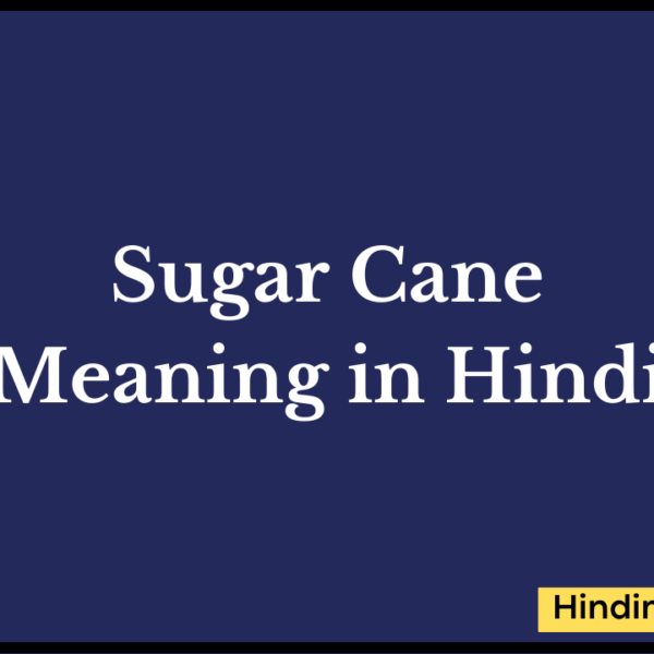 Sugar Cane Meaning in Hindi